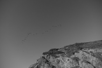 Free Photo of birds, flock, flying