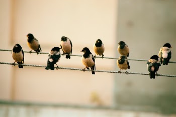 Free Photo of birds, fly, animals