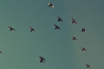 Free Photo of birds, flying, sky