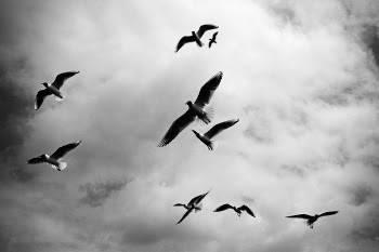 Free Photo of birds, wings, flock