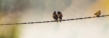 Free Photo of birds, wire, widescreen
