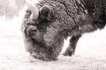Free Photo of bison, wild, animal
