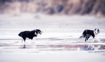 Free Photo of black &amp; white, dog, beach