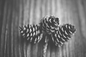 Free Photo of black and white, acorns