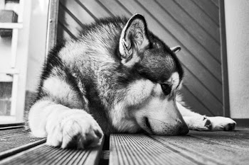 Free Photo of black and white, floor, dog