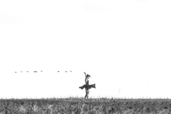 Free Photo of black and white, grass, outdoor