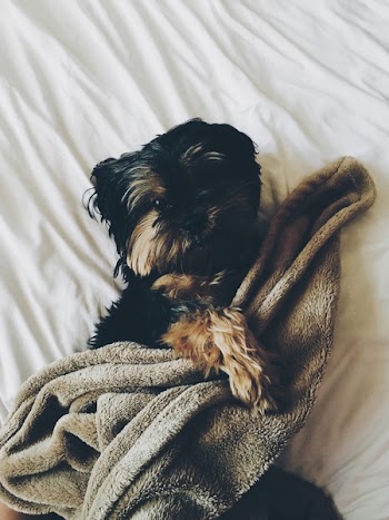 Free Photo of black, dog, puppy