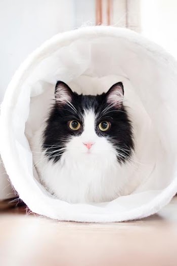 Free Photo of black, white, cat