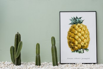 Free Photo of blank, board, cactus