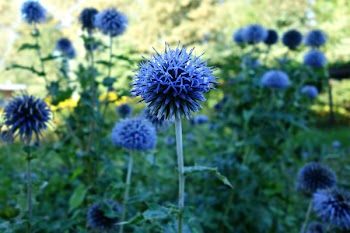 Free Photo of blue, flower, garden