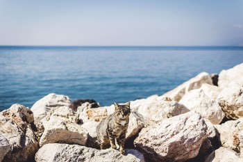 Free Photo of blue, ocean, sea