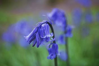Free Photo of bluebells, flower, field