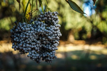 Free Photo of blueberries, fruits, food