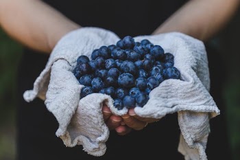 Free Photo of blueberries, hands, handpicked