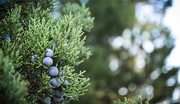 Free Photo of blueberry, blueberries, fruits