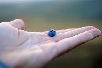 Free Photo of blueberry, blueberries, hands