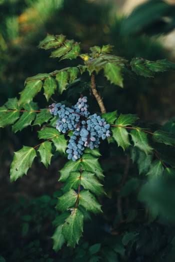 Free Photo of blueberry, fruit, food