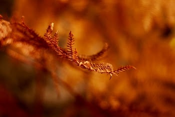 Free Photo of blur, leaf, plant