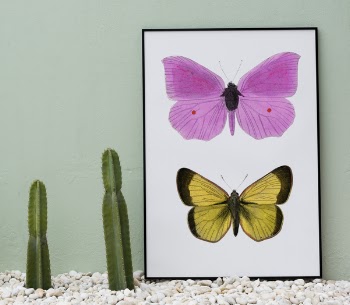Free Photo of board, cactus, copy space
