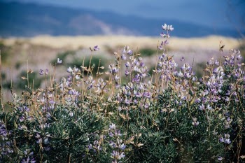 Free Photo of bokeh, flowers, mountain