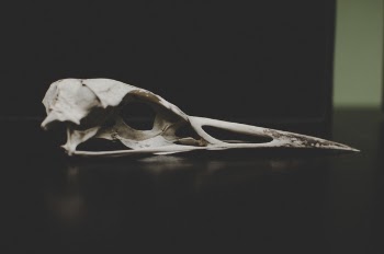 Free Photo of bone, dead, remnant