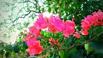 Free Photo of bougainvillea, flower, flowers