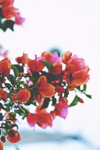 Free Photo of bougainvillea, flower, red