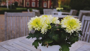 Free Photo of bouquet, flowers, wood