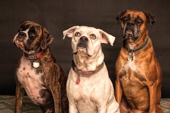 Free Photo of boxer dog, portrait, photo