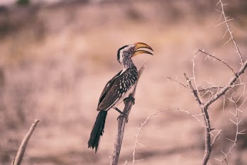 Free Photo of branch, bird, animal