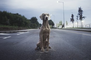 Free Photo of breed, dog, animal