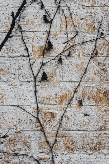 Free Photo of bricks, wall, vines