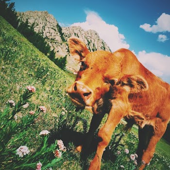 Free Photo of brown, calf, cattle