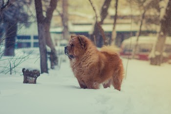 Free Photo of brown, dog, pet