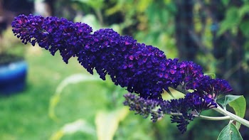 Free Photo of buddlia, purple, flowers