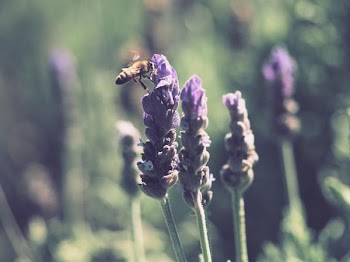Free Photo of bumble bee, lavender, summer