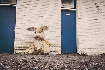 Free Photo of bunny, rabbit, costume