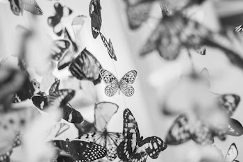 Free Photo of butterfly, butterflies, wings