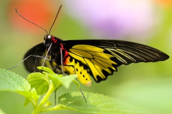 Free Photo of butterfly, insect, colorful