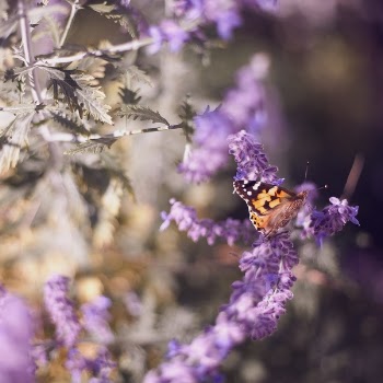 Free Photo of butterfly, insect, nature