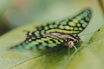 Free Photo of butterfly, moth, insect