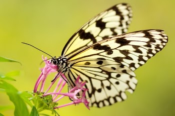Free Photo of butterfly, moth, insect