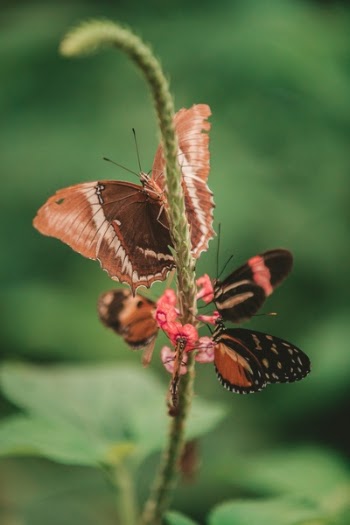 Free Photo of butterfly, moth, insect