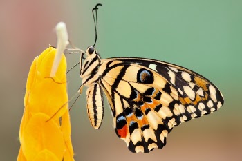 Free Photo of butterfly, moth, insect