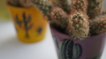 Free Photo of cactus, flora, mexico