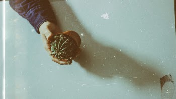 Free Photo of Cactus, plant, thorn