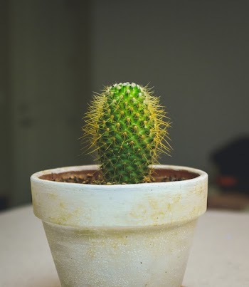 Free Photo of Cactus, plant, thorn