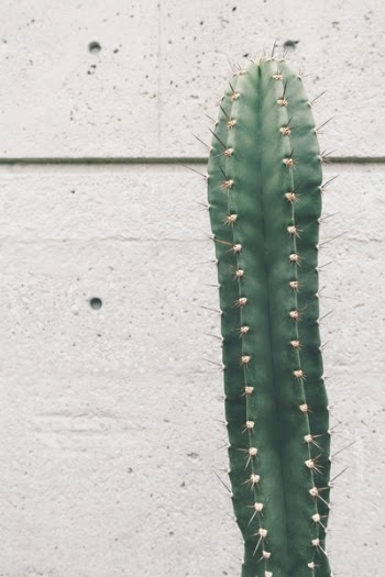 Free Photo of Cactus, plant, thorn