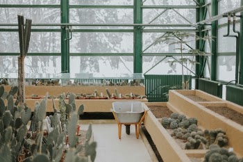 Free Photo of cactus, plant, thorn