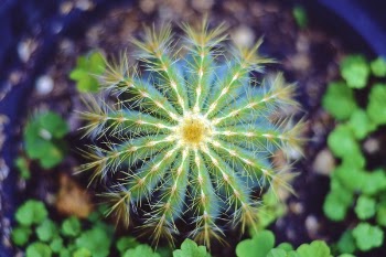 Free Photo of Cactus, plant, thorn